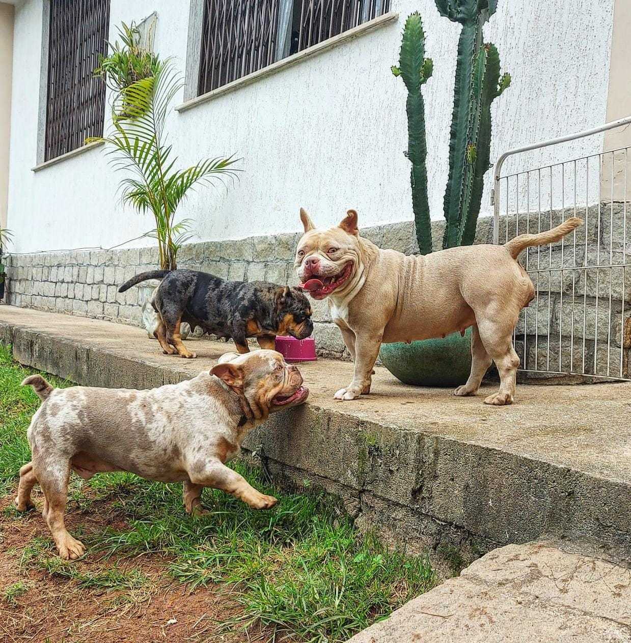 Creche (Cães Adultos) Landing Image