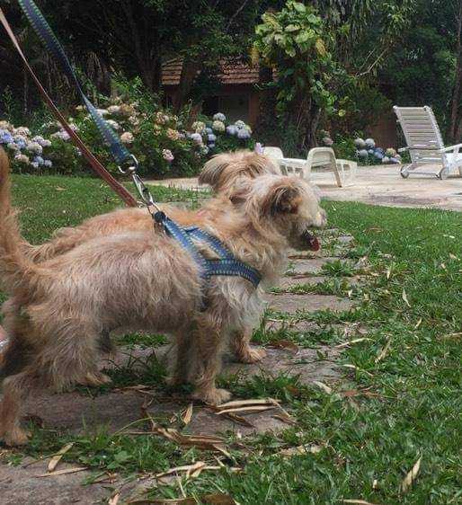 Dog Walker Landing Image