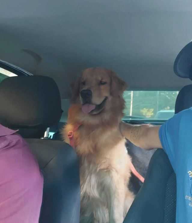 Taxi-Dog Landing Image
